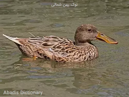 نوک پهن شمالی